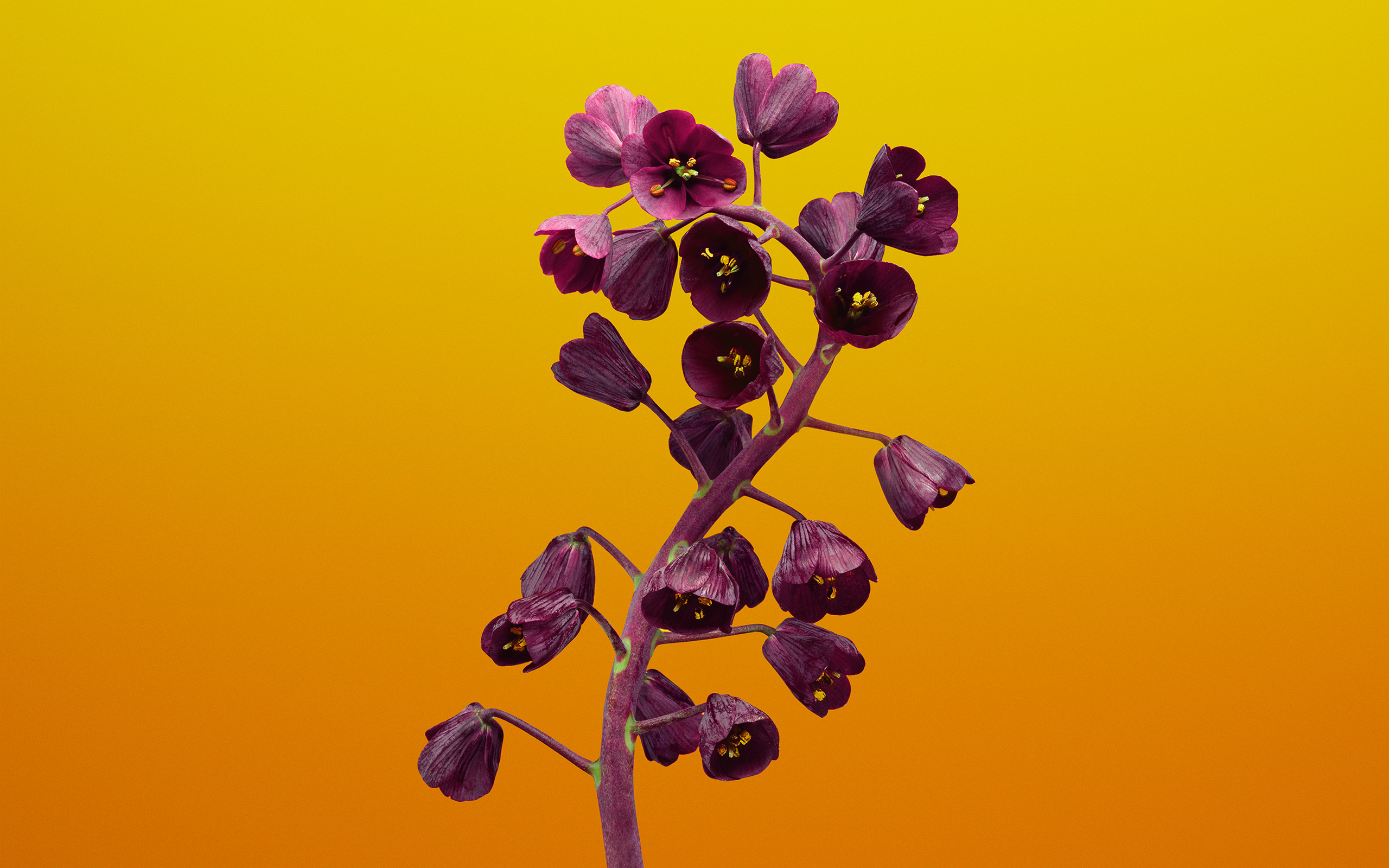 Fritillaria Flower iOS 11 Stock37941833